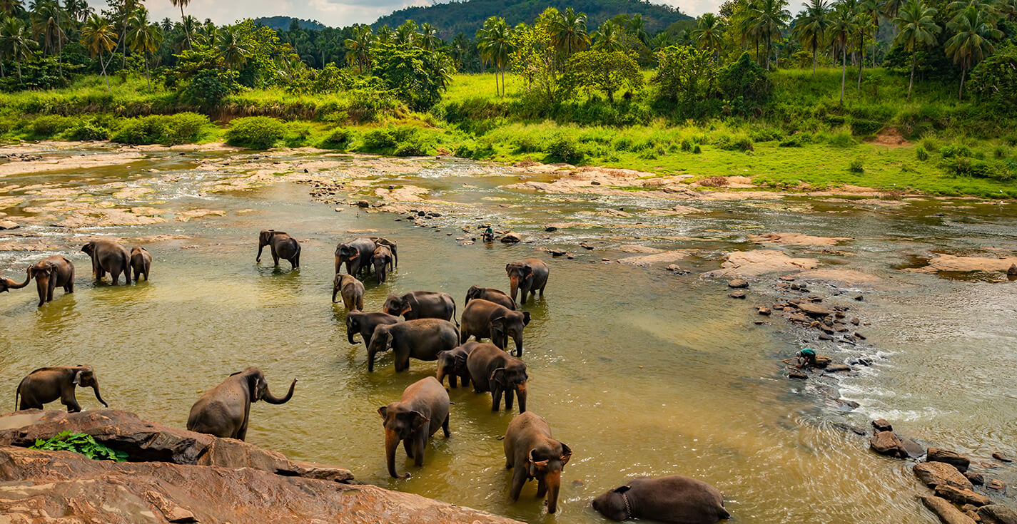 Pinnawala Elephant Orphanage