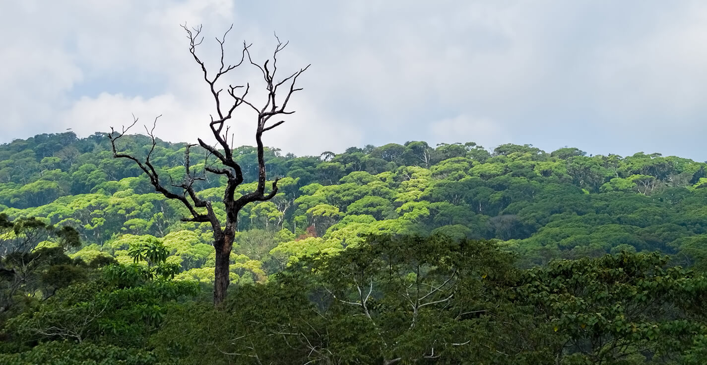 Sinharaja Rainforest Reserve