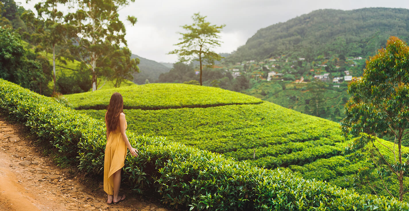 Tea Plantation