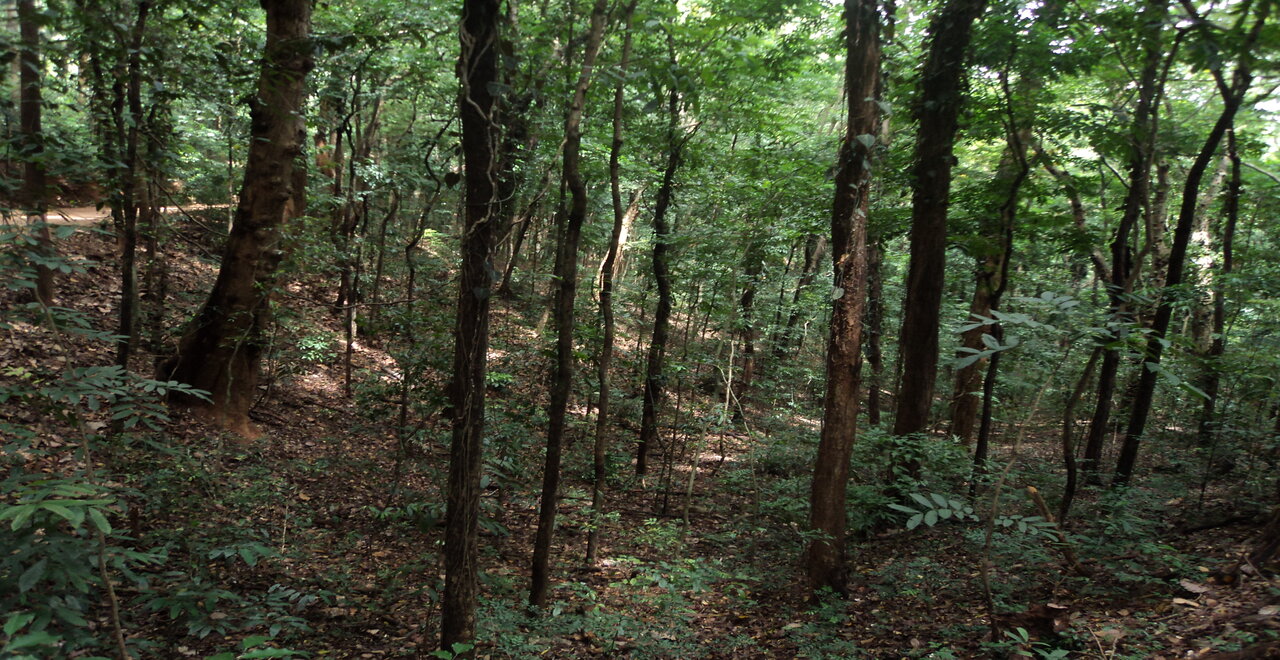 Udawattakele Forest Reserve