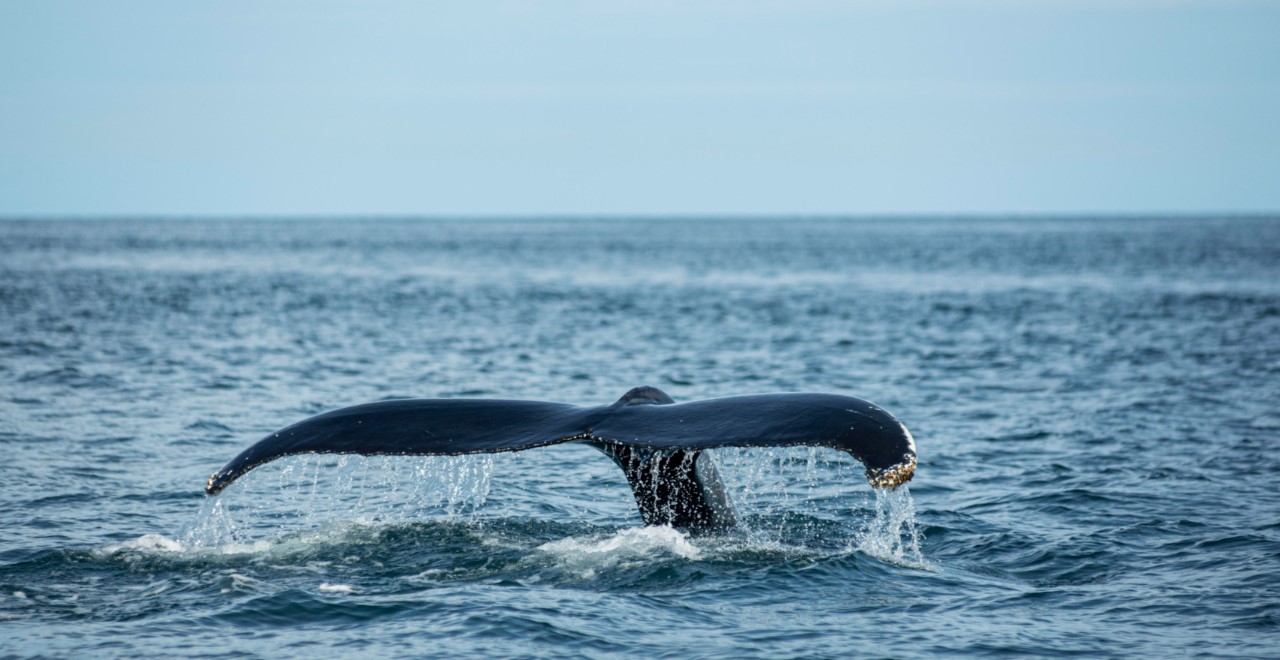 Whale watching