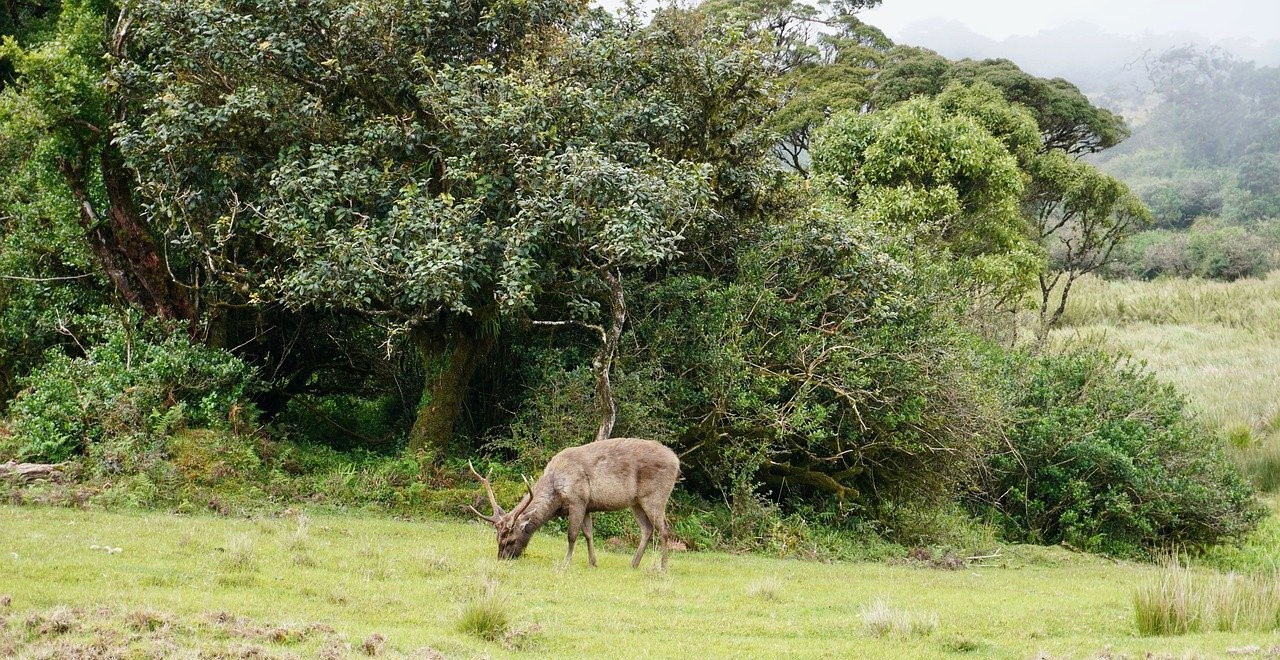 Horton Plains