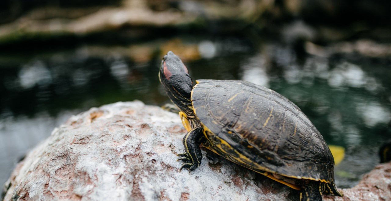 Turtle Watching