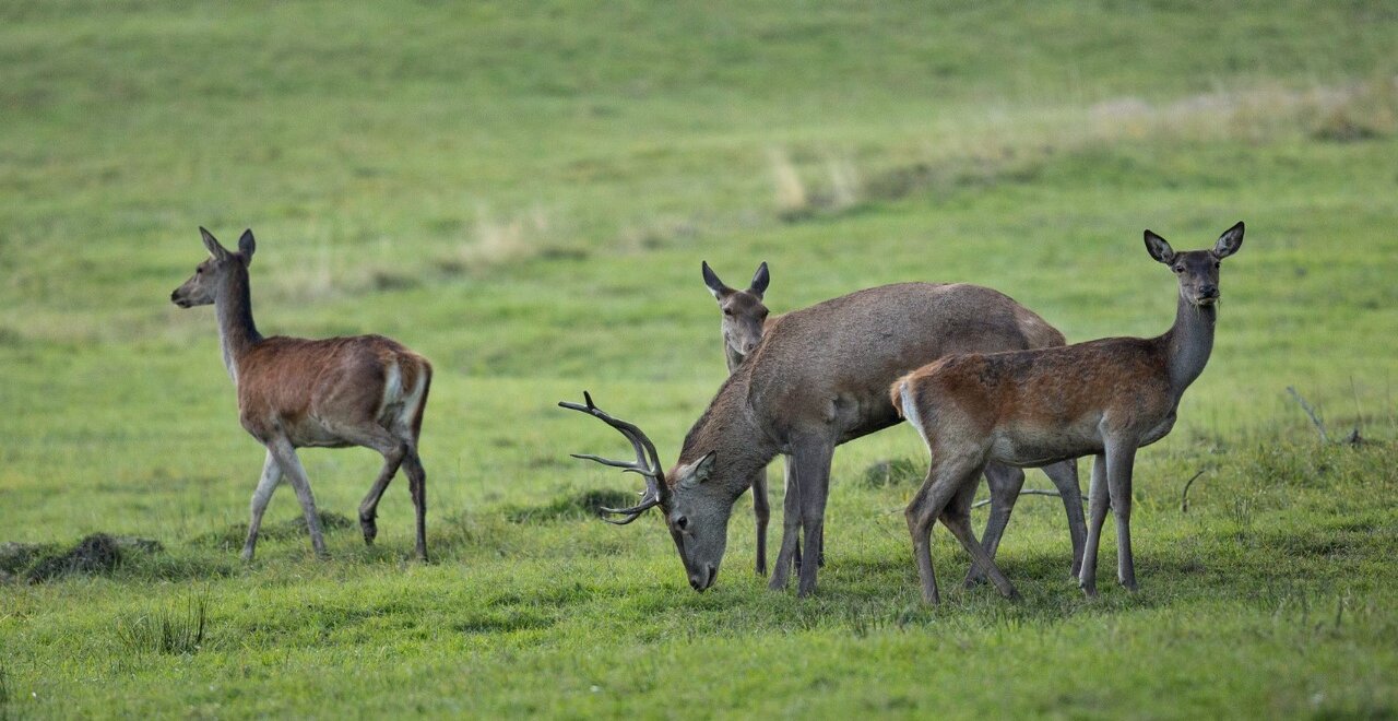 Yala National Park