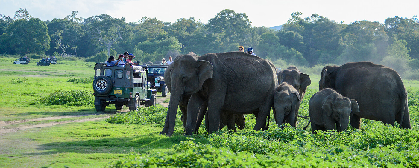 Wild Elephant Group in Sri lanka