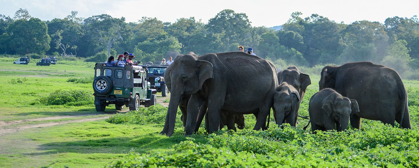 Exciting Sri Lanka Honeymoon Ideas for Adventurous Couples