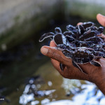 Turtle Hatchery in Sri Lanka