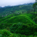 Tea Plantation in Upcountry Sri Lanka