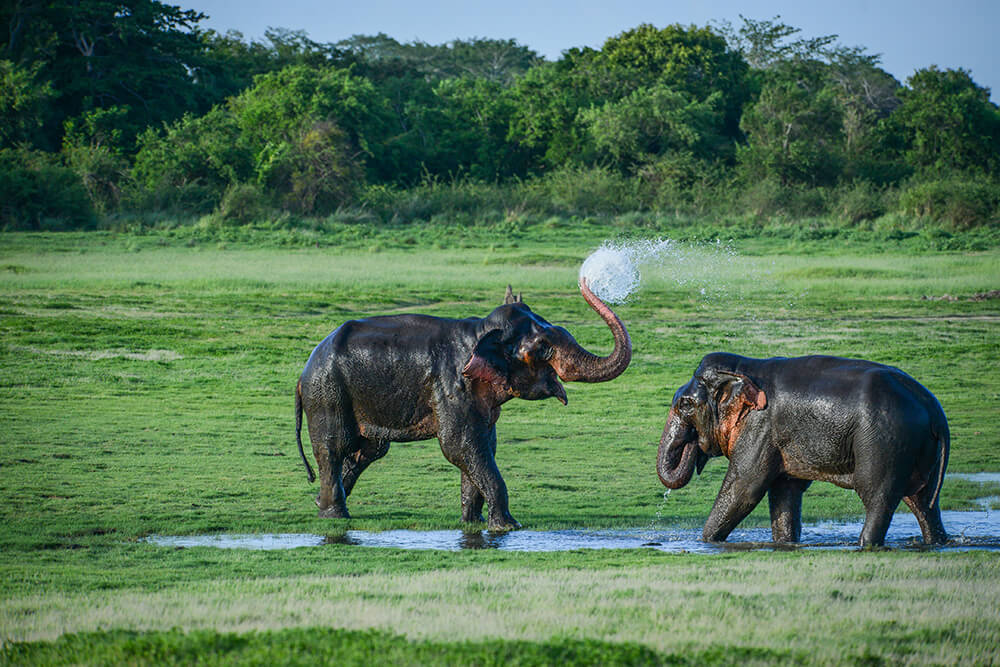 Wildlife and Nature in Sri Lanka | Blue Lanka