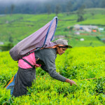 Tea Plucking in Sri Lanka Tea Plucking in Sri Lanka