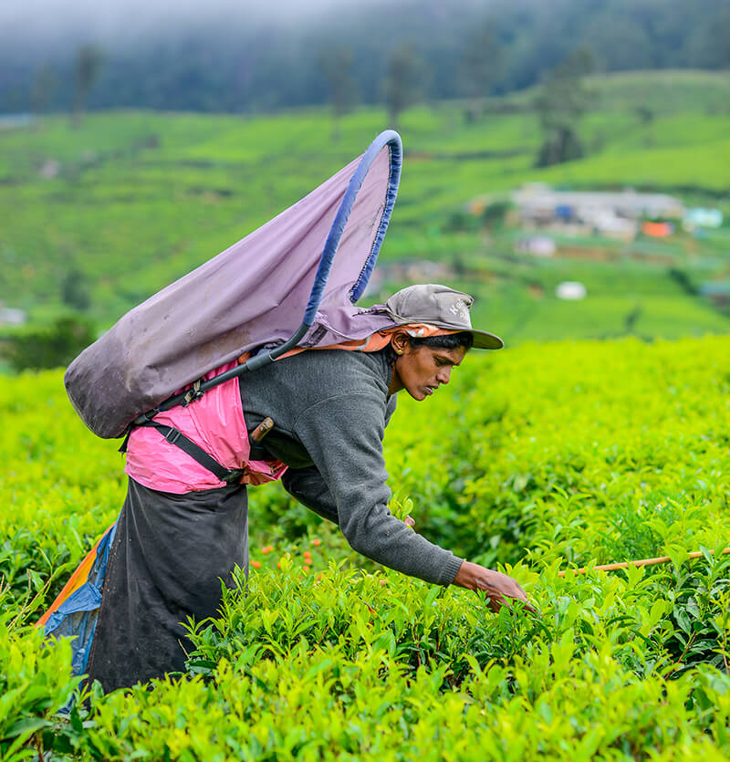 Tea Plucking in Sri Lanka