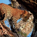Yala National Park – Yala Yala National Park – Yala