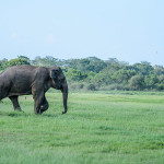 Elephants Seeing in Sri Lanka
