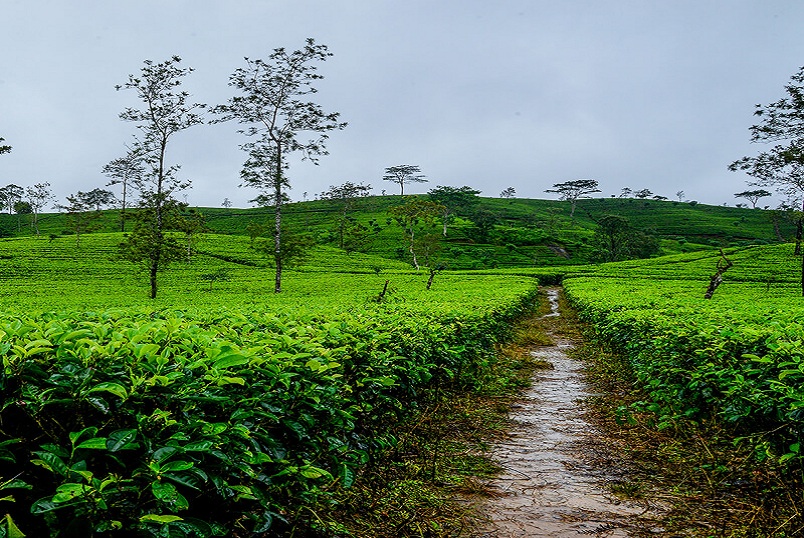 Tea Trails in Sri Lanka