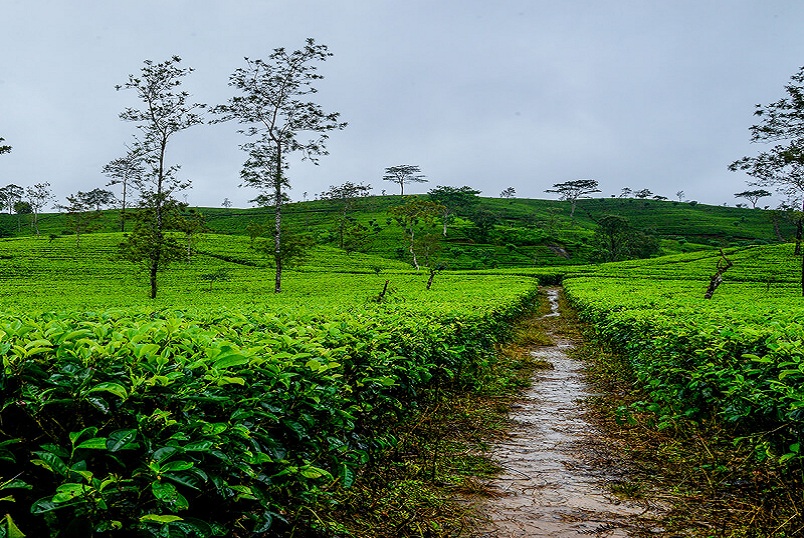 Sri Lanka’s Beautiful Collection of Flora