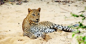 Wilpattu National Park in Sri Lanka