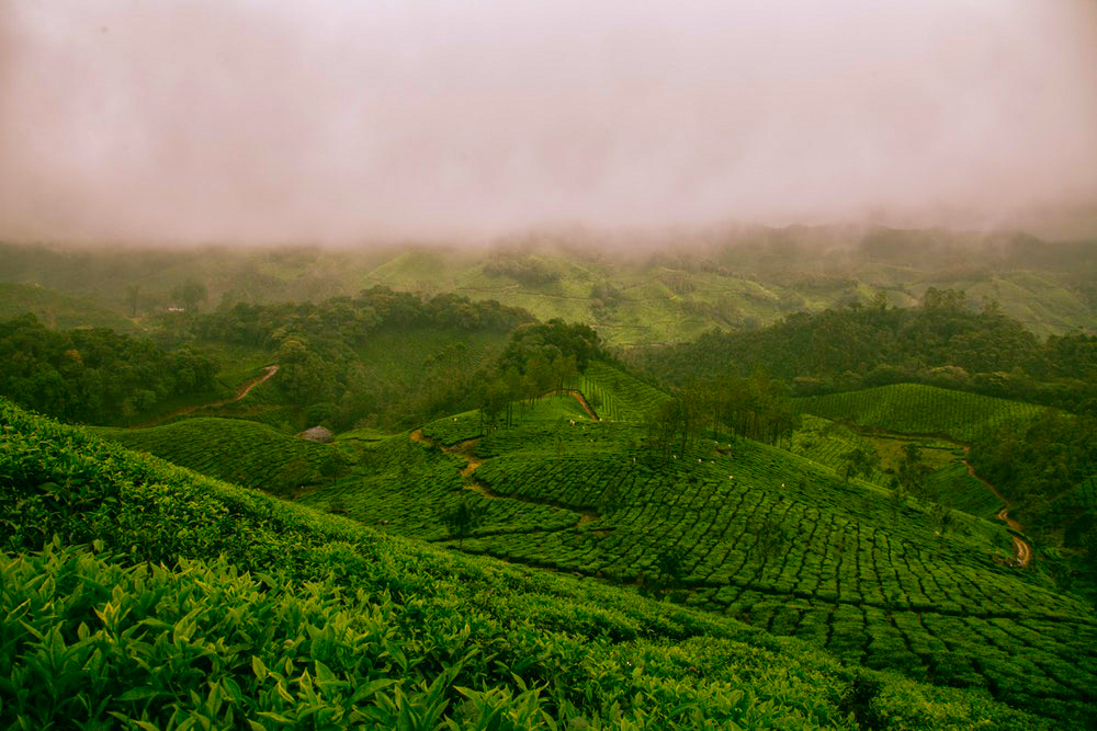 Exploring Sri Lanka's Tea Plantations