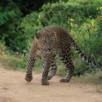 Leopards in Yala National Park