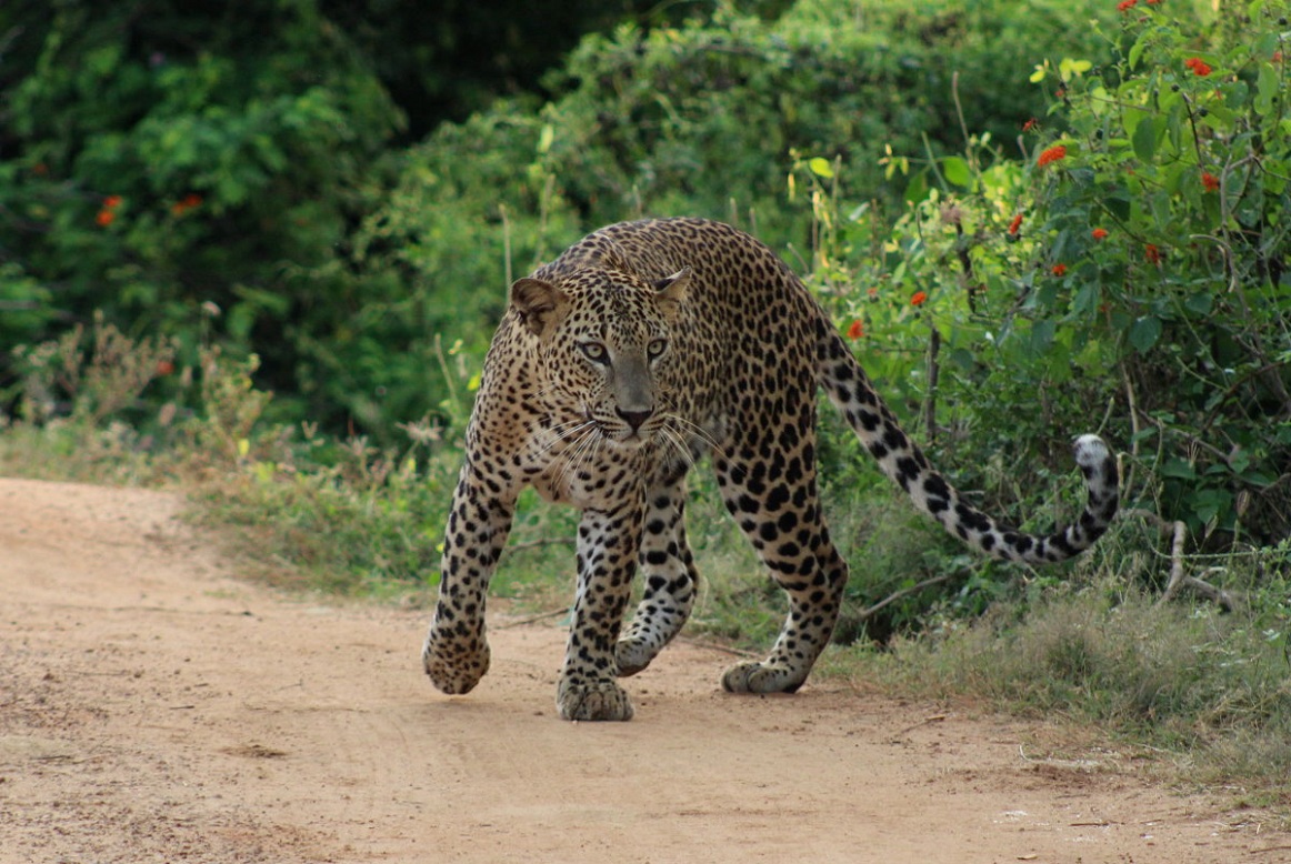 Leopards and more at the Yala National Park