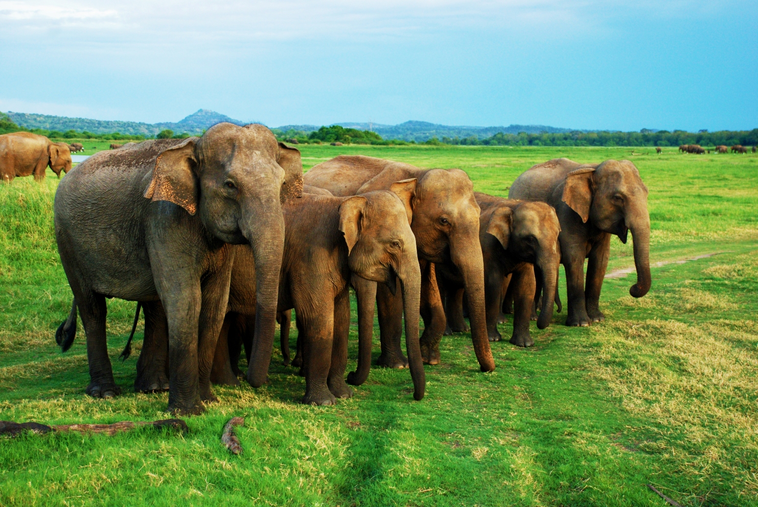 Minneriya National Park in Sri Lanka