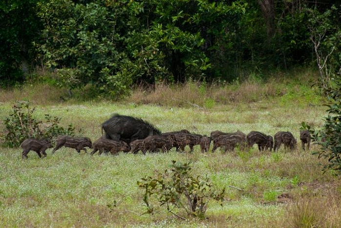 Wilpattu National Park In Sri Lanka