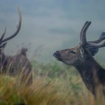 Horton Plains in Nuwara Eliya