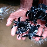 Turtle Hatcheries in Sri Lanka Turtle Hatcheries in Sri Lanka