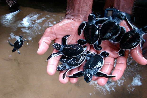 Turtle Hatcheries in Sri Lanka