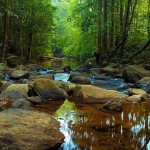 Sinharaja Rainforest Reserve Sinharaja Rainforest
