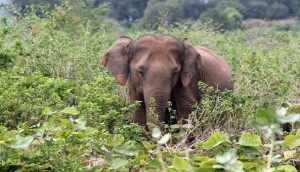 Udawalawe National Park