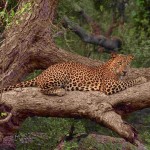 Yala National Park