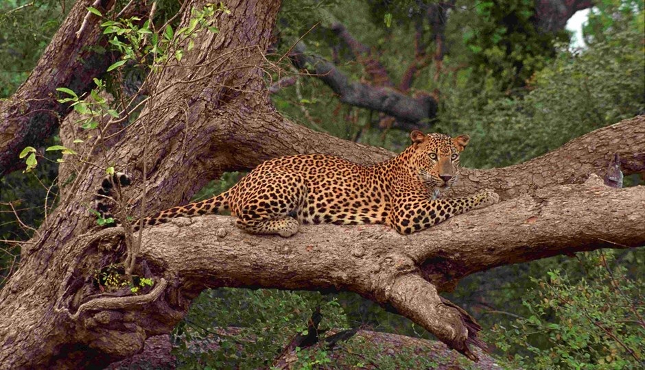 Yala National Park