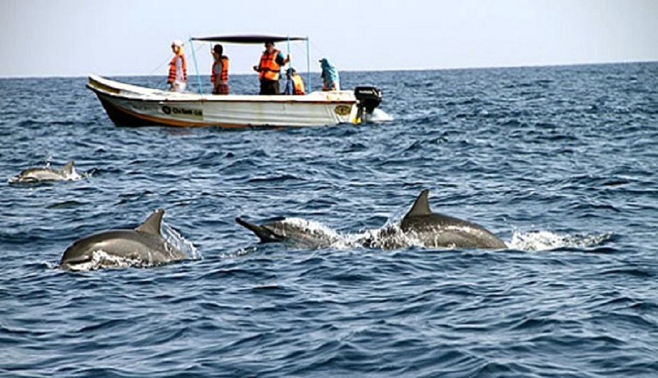 Whale Watching