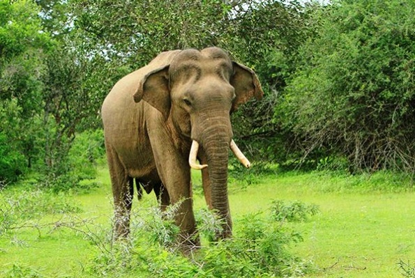 Elephants in Sri Lanka