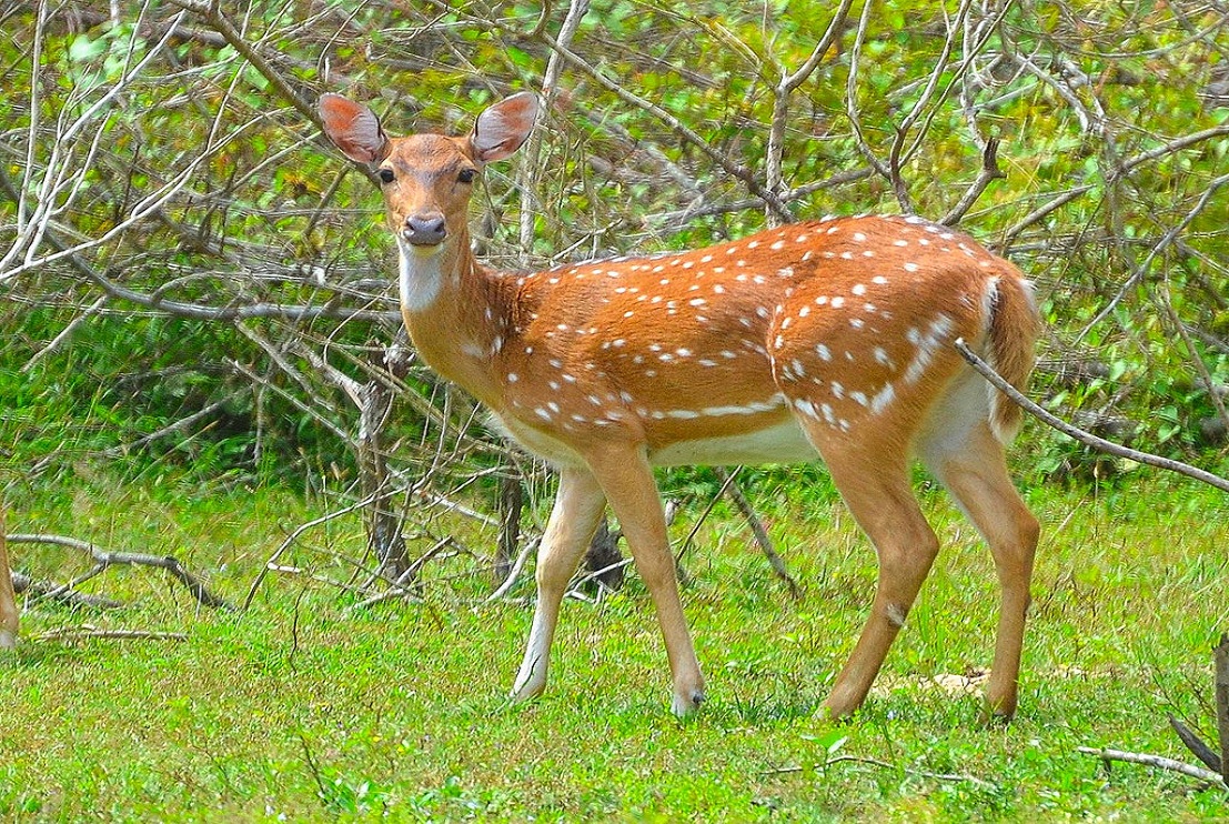 Spotted Deer in Sri Lanka