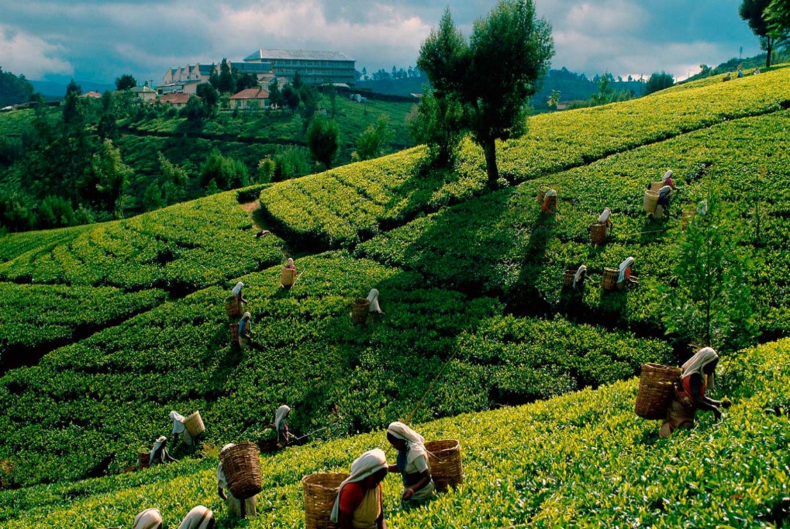 Tea Plucking Experience in Sri Lanka
