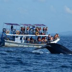 Whale Watching in Sri Lanka Whale Watching in Sri Lanka