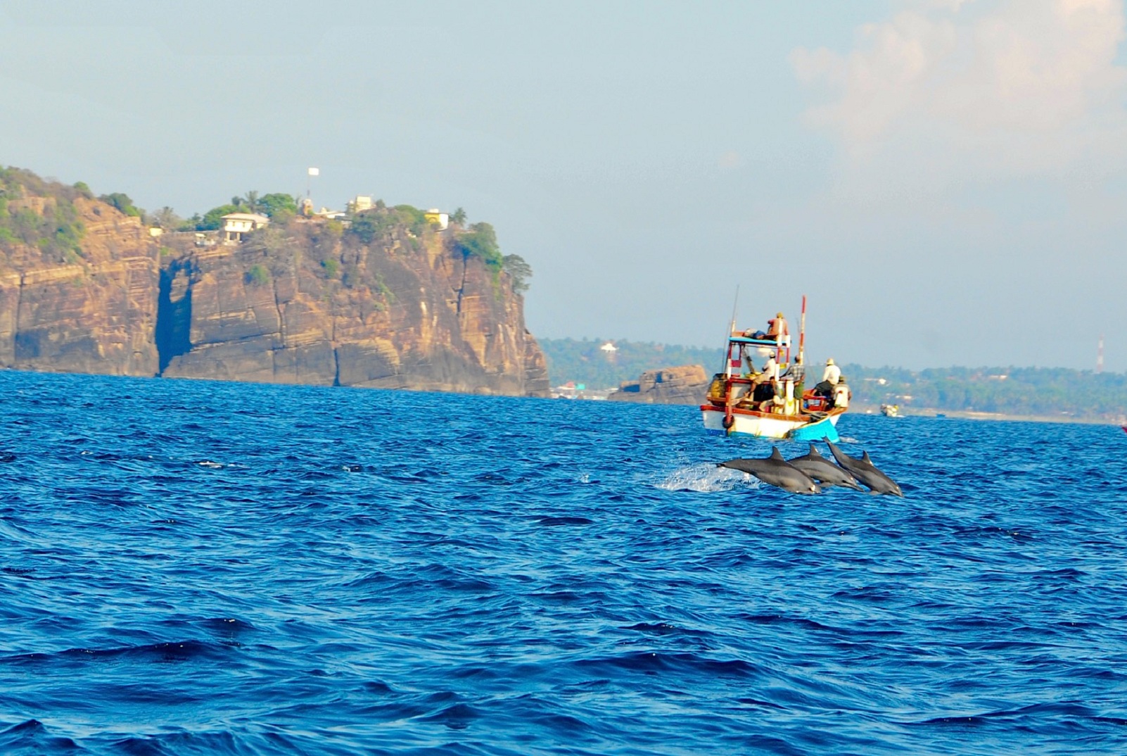 Whale Watching in Trincomalee