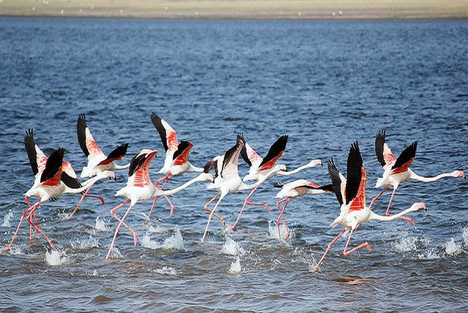 Variety of Migrating Birds