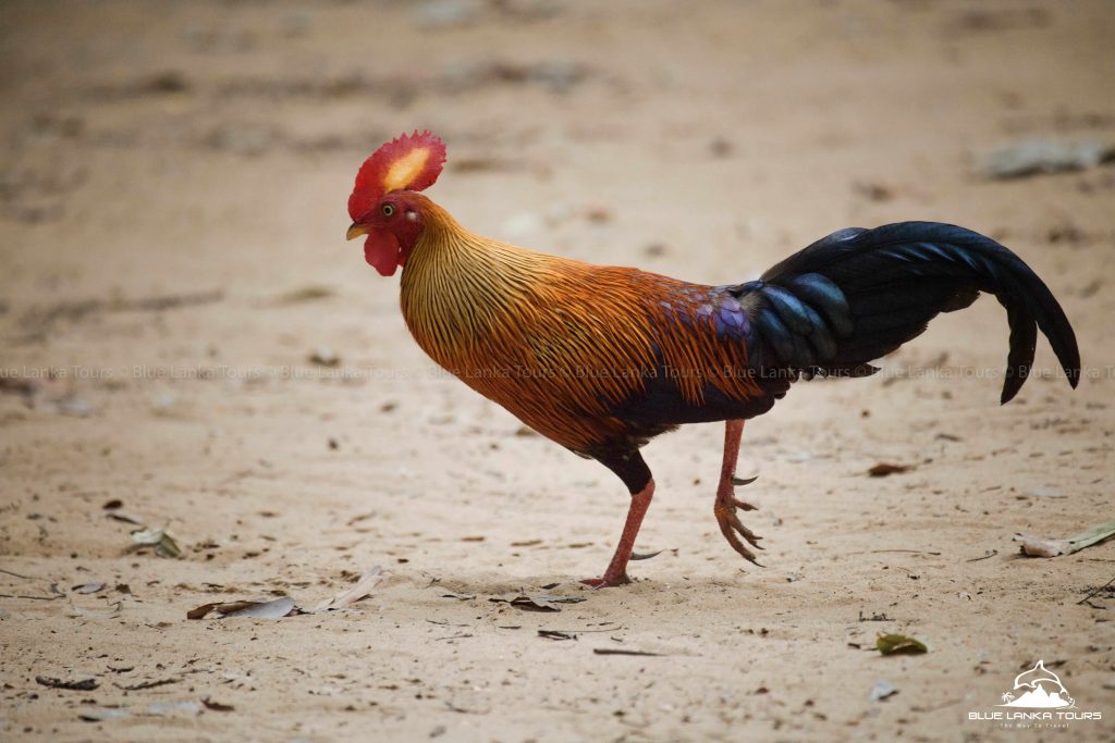 Birds in Sri Lanka