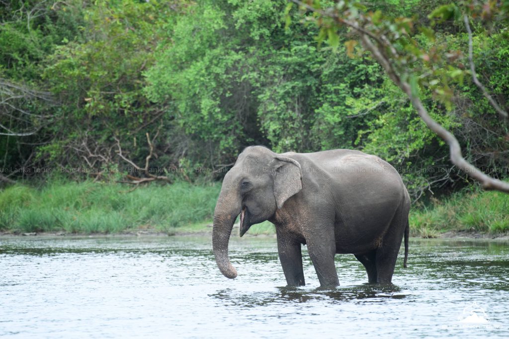 Elephants in Sri Lanka