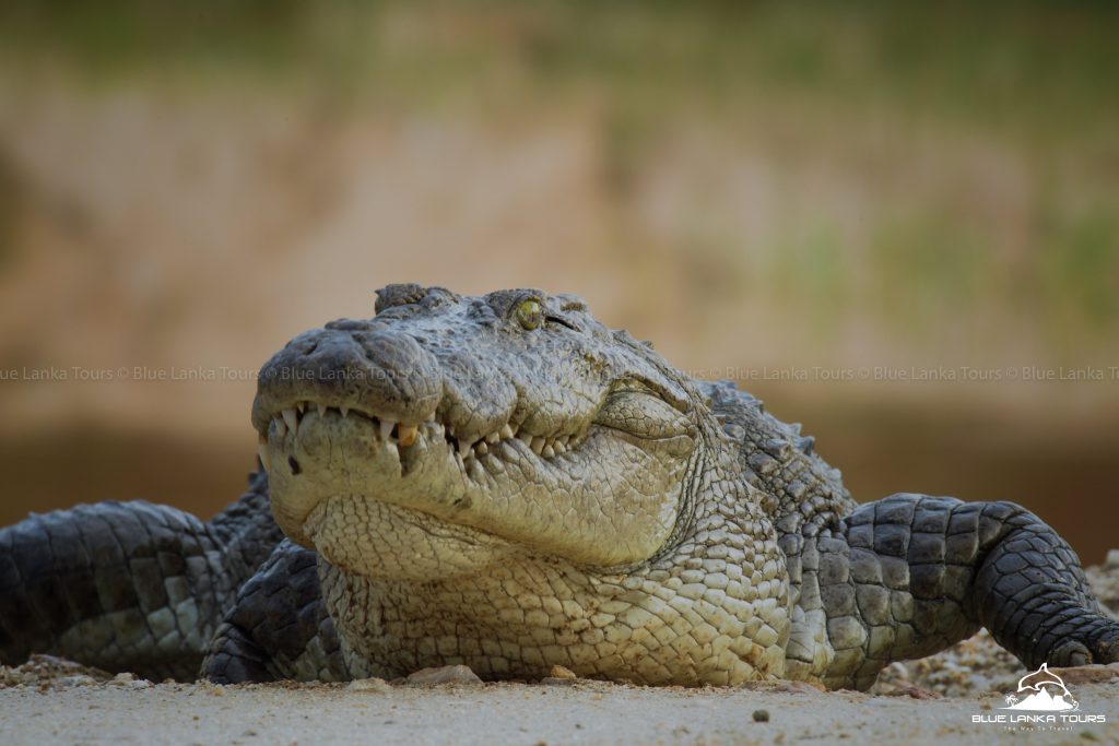 Wildlife in Sri Lanka