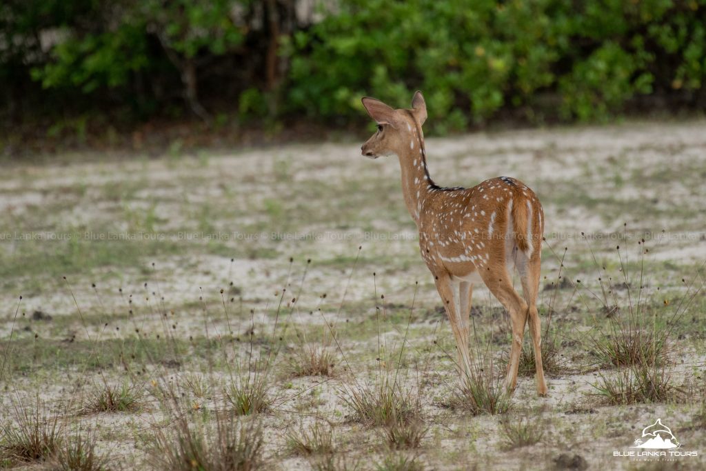 Wilpattu National Park