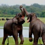 Wilpattu National Park Elephants Fighting