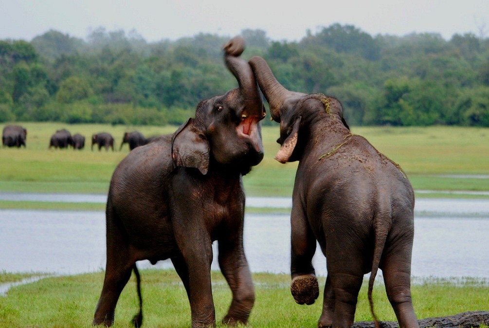 Wilpattu National Park Elephants Fighting