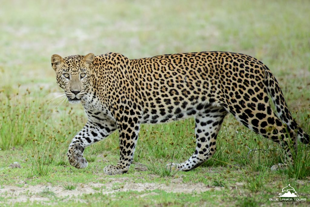 Wilpattu National Park Safari