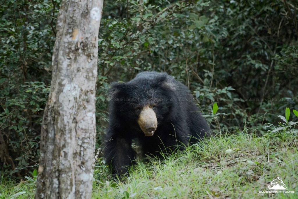 Wilpattu National Park in Sri Lanka