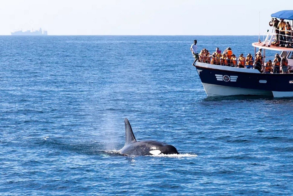 Dolphin Watching in Mirissa