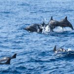 Dolphin Watching in Trincomalee