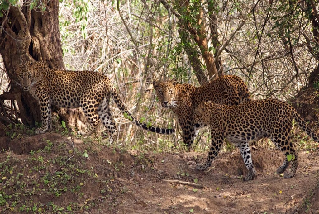 Yala National Park in Sri Lanka